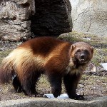 WOLVERINES