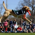 ZEKE THE WONDER DOG